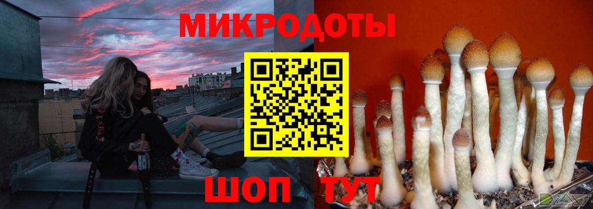 Псилоцибиновые грибы Cubensis  Вход с VPN  Дивногорск 